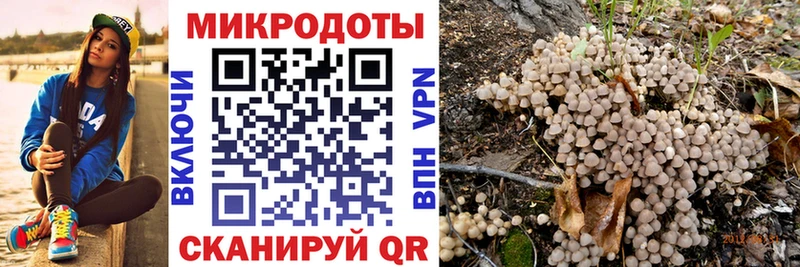 Псилоцибиновые грибы Psilocybe площадка клад Дербент